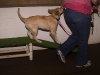 dtcdcpuppyclass_wk7session01015