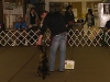 dtcdcpuppyclasssession01010