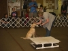 dtcdcpuppyclasssession01020